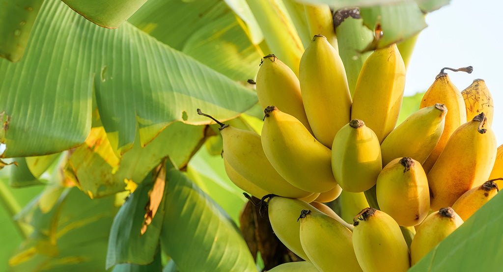 Banane