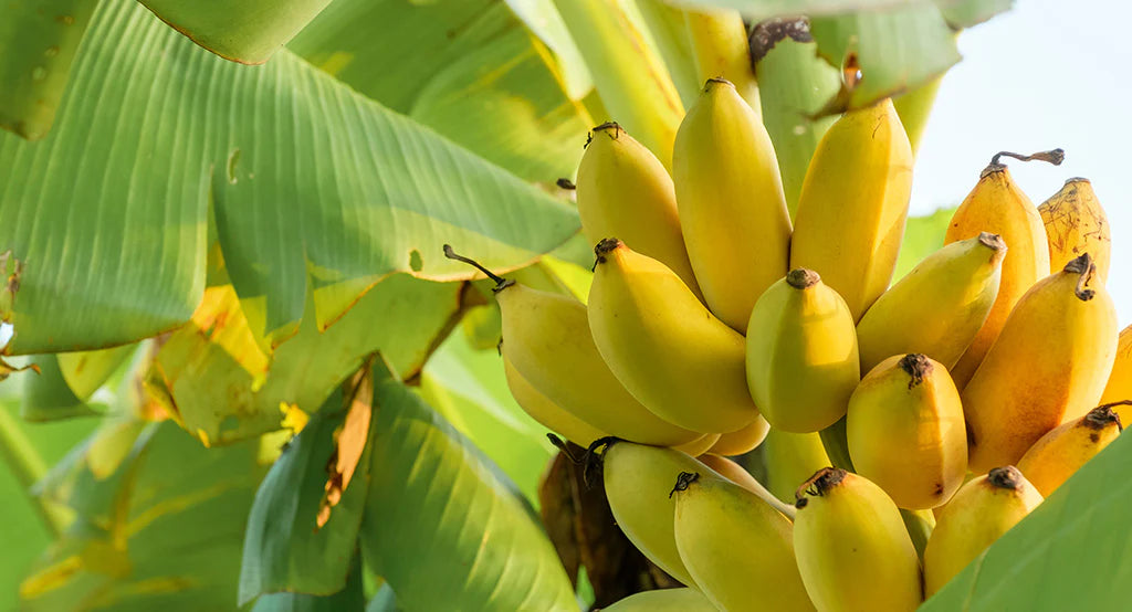 Banane
