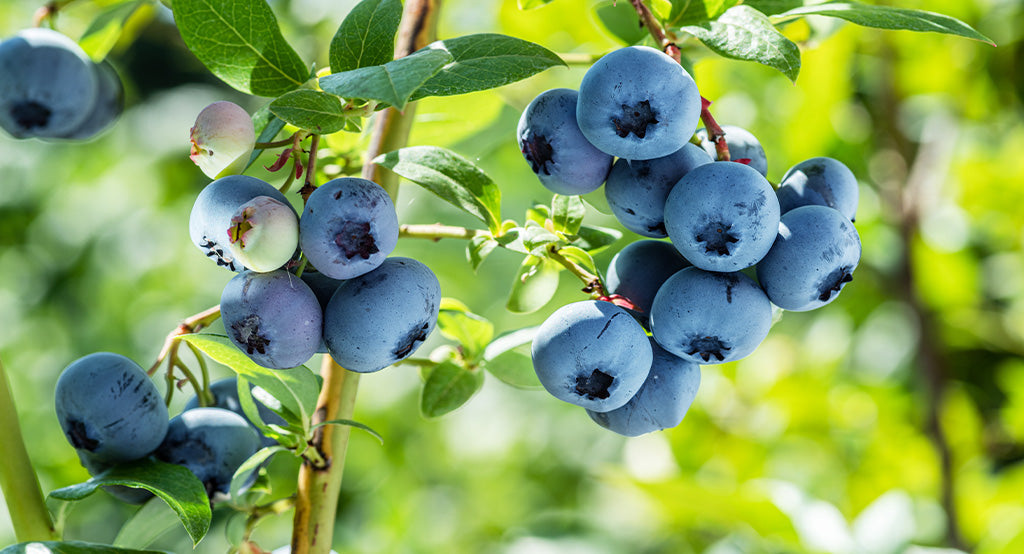 Blaubeere