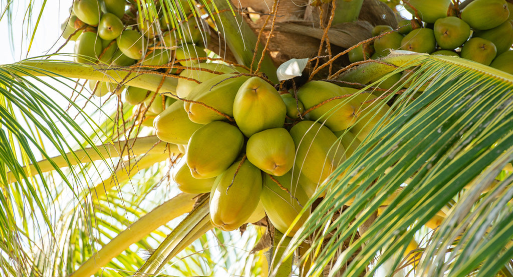 Kokosnuss