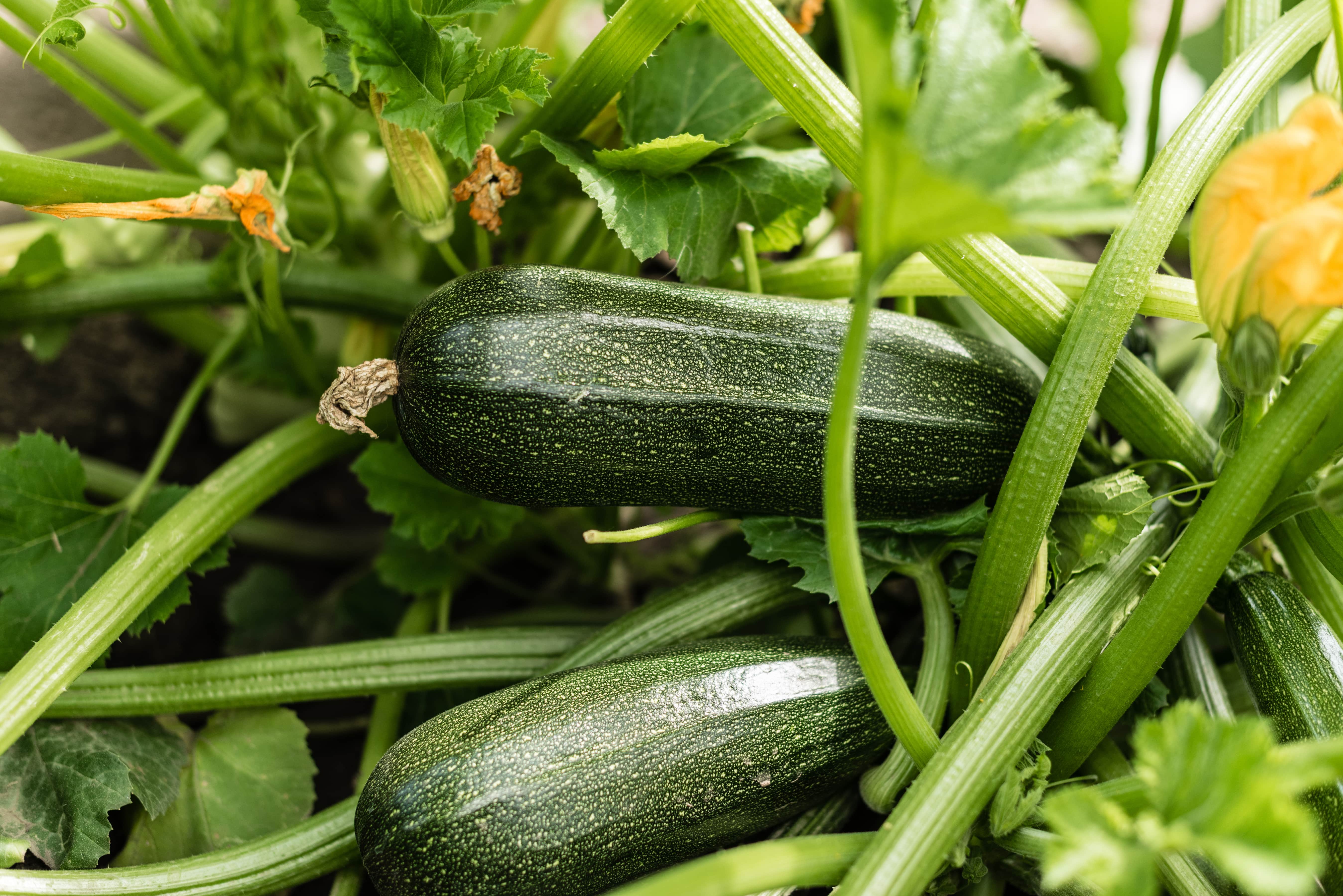 Zucchini