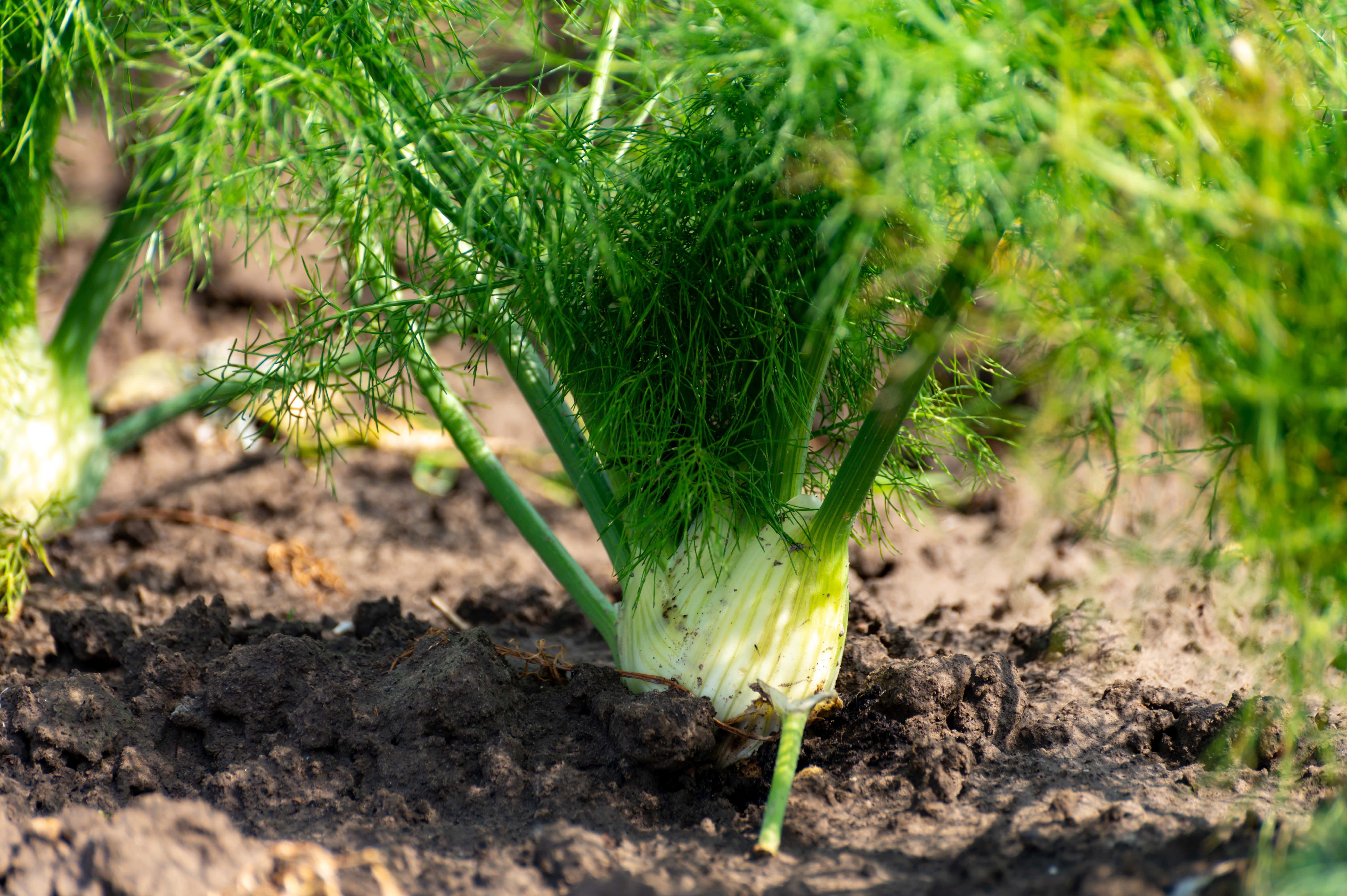 Fenchel