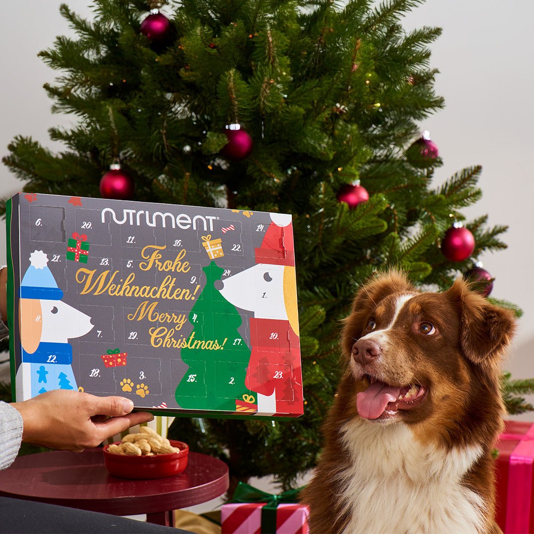 Adventskalender für Hunde