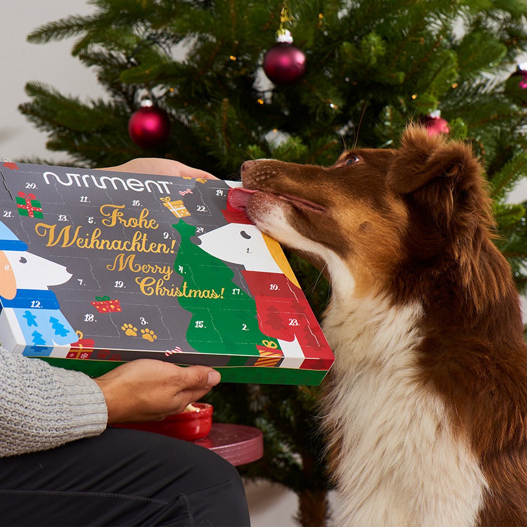 Adventskalender für Hunde