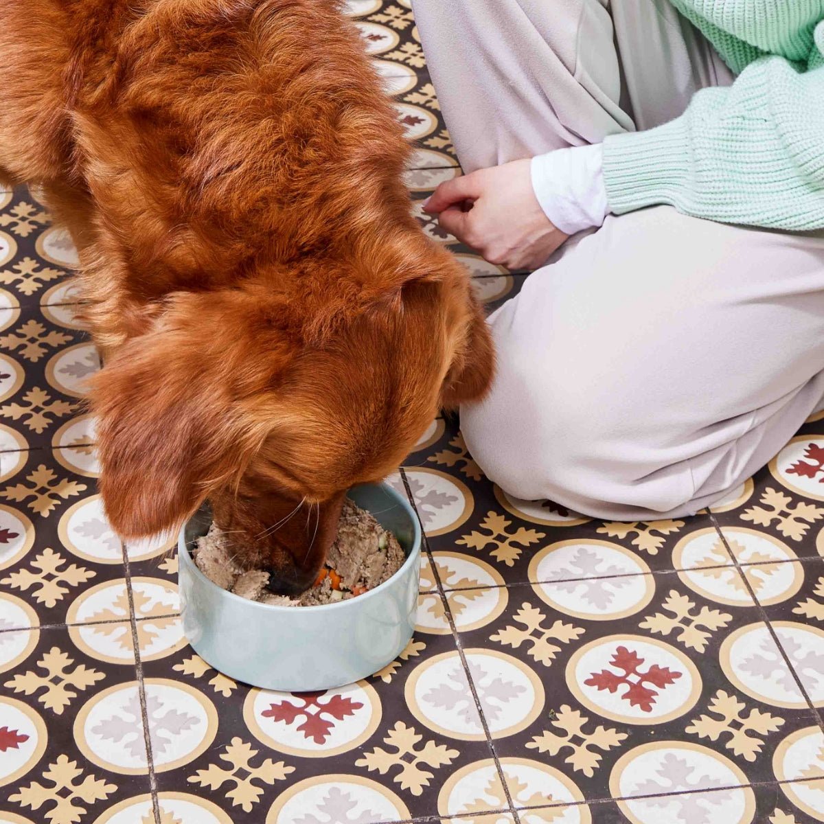 Frisches Hundefutter mit Rind, Chicorée und Brokkoli, glutenfrei und schonend gegart