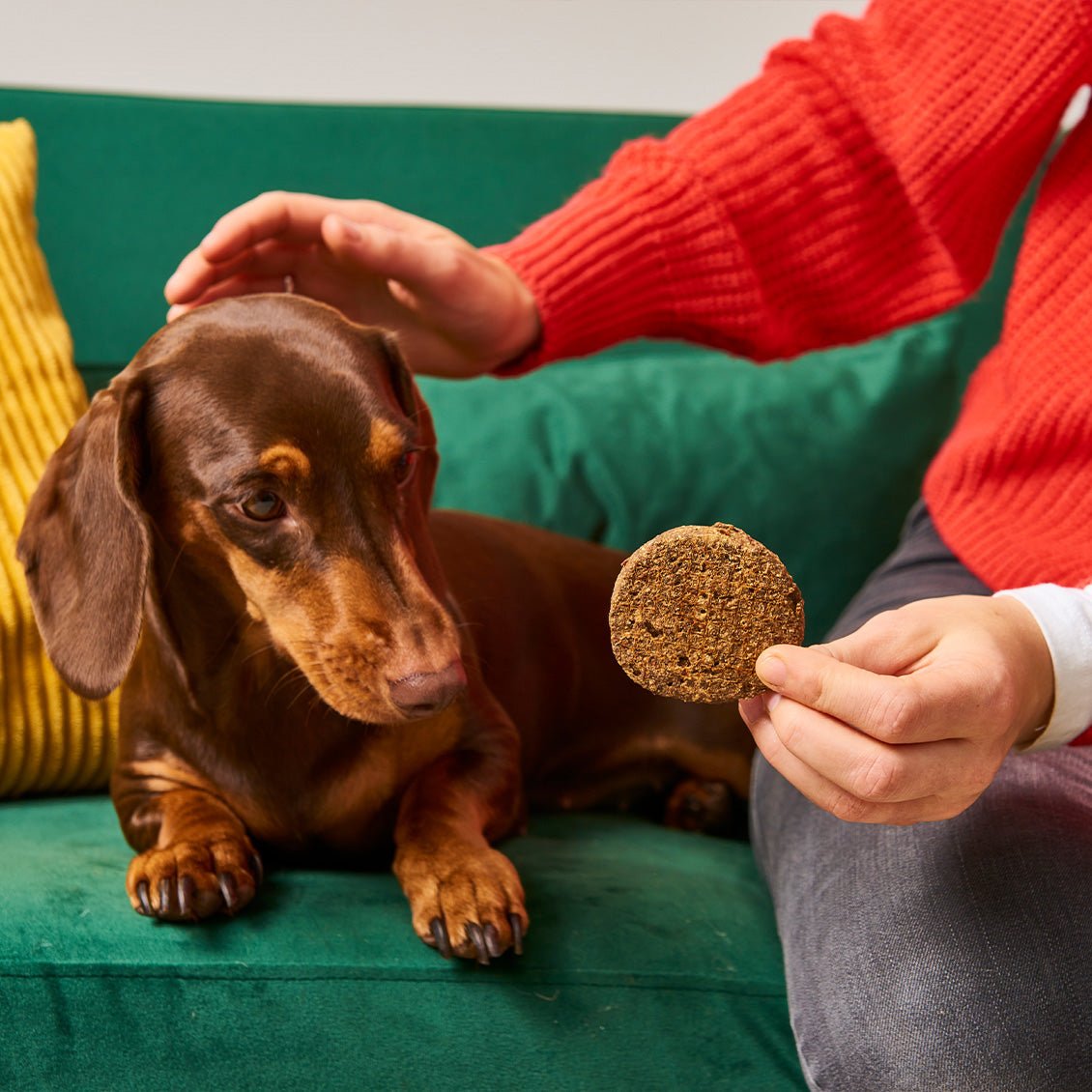 Gourmet-Burger aus Huhn und Käse als gesunde, proteinreiche Hundeleckerlis