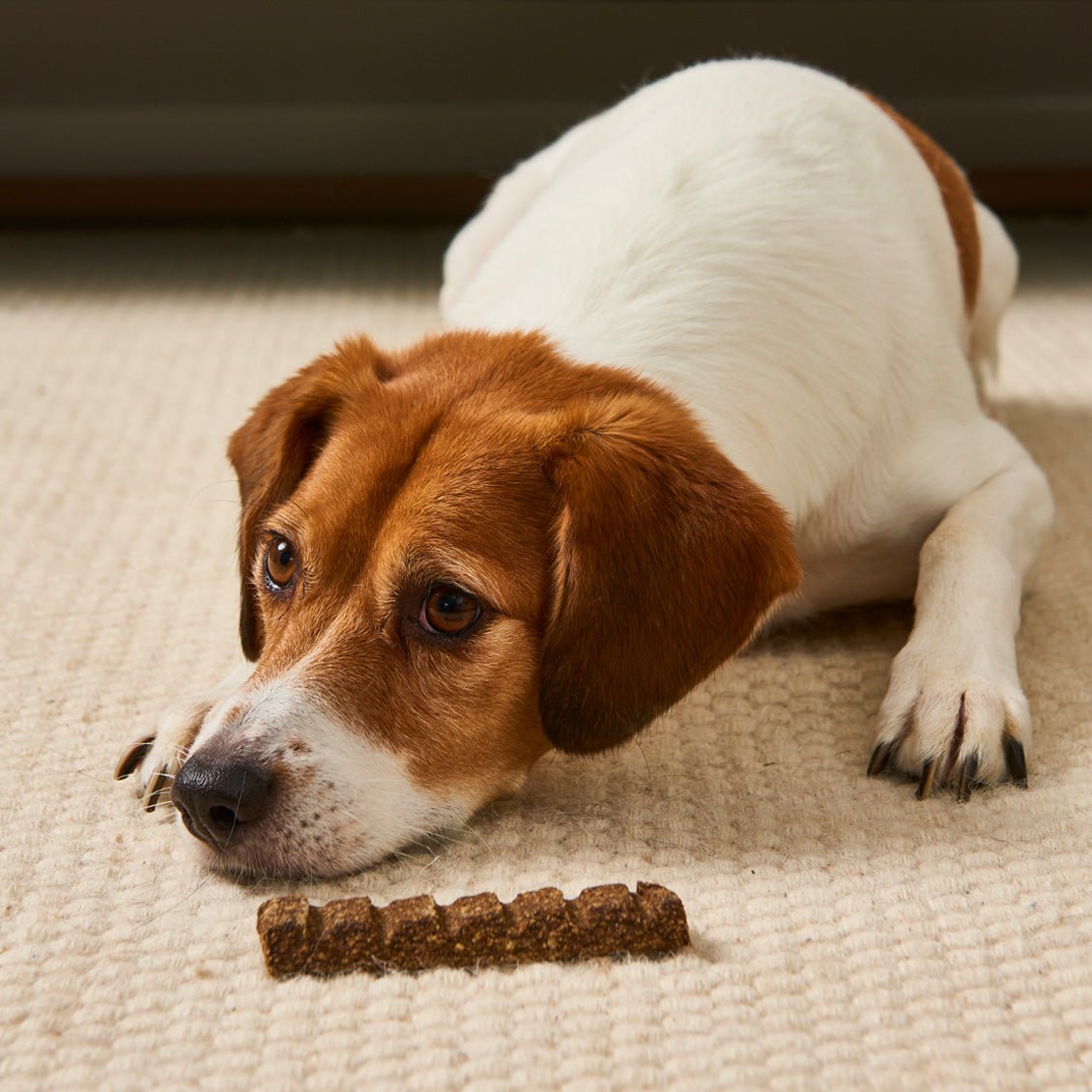 Gourmet-Superfood-Riegel für Hunde mit hochwertigem Hühnchen und Superfoods