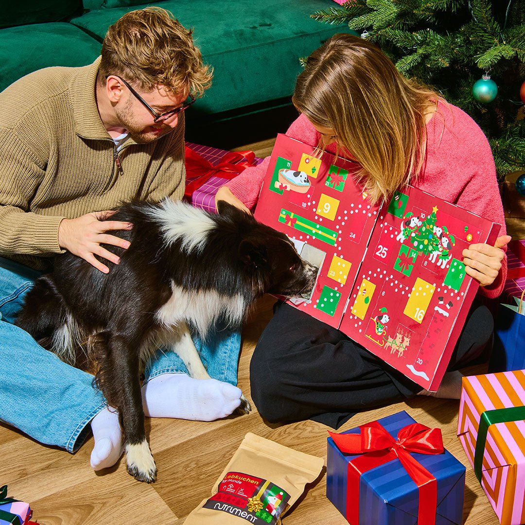 Hunde Adventskalender 2026